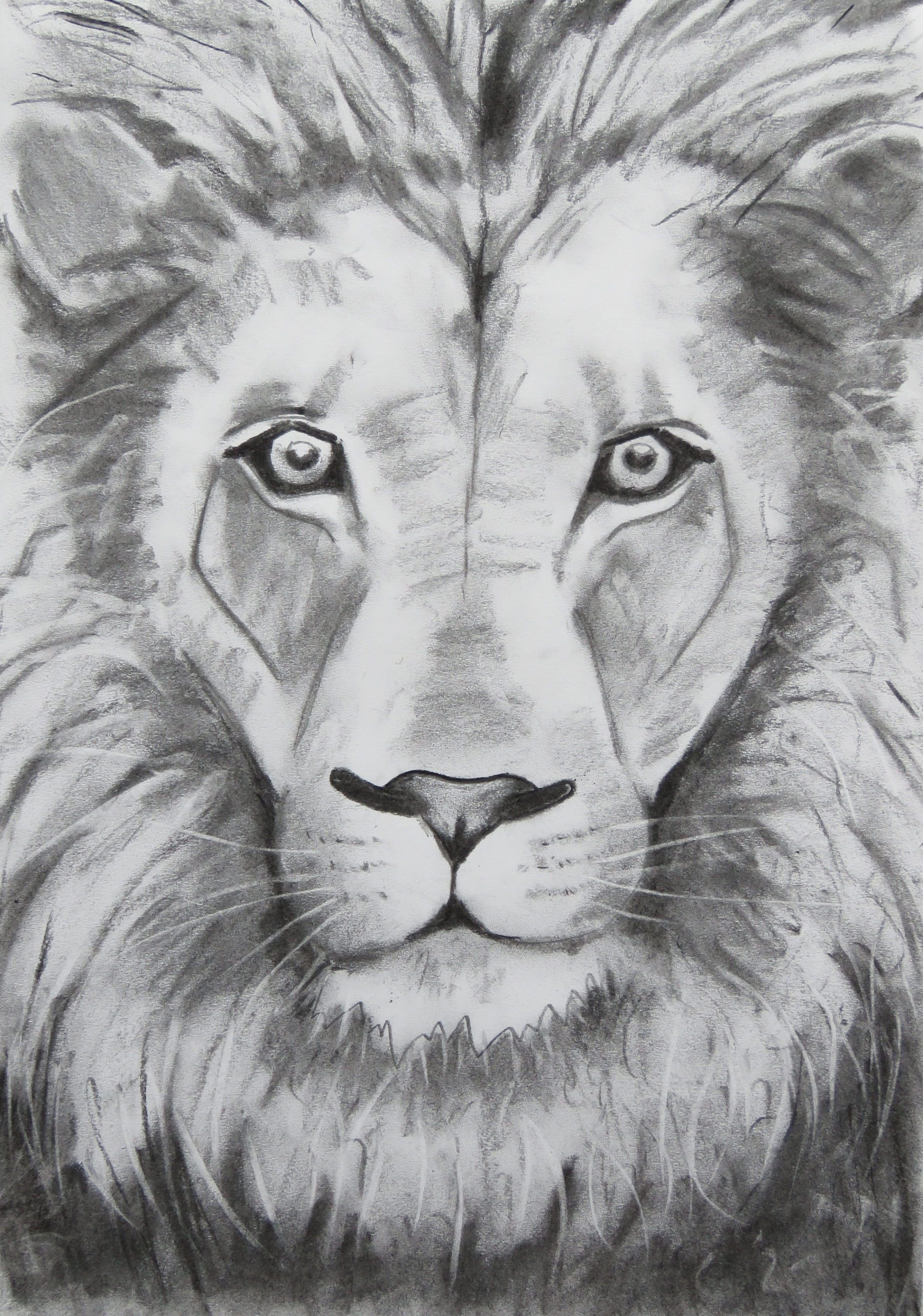 Lion sketch by Laura Petrini on Dribbble